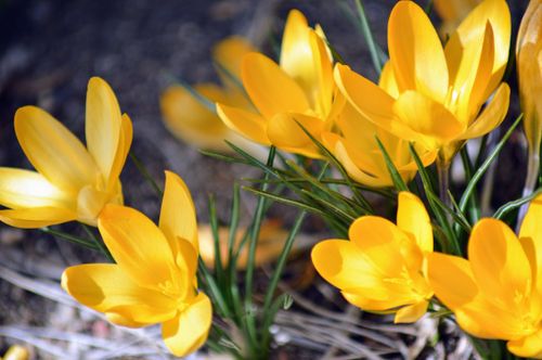 Free Bright yellow crocuses blooming in spring with a blurred background and selective focus. Stock Photo
