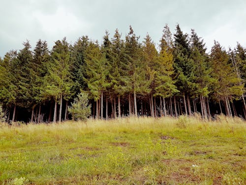 Free stock photo of forest, peace