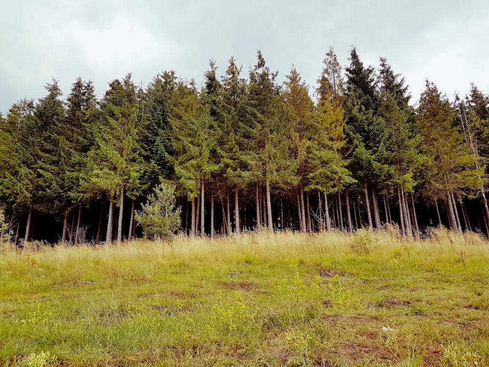 Foto profissional grátis de floresta, mata, paz