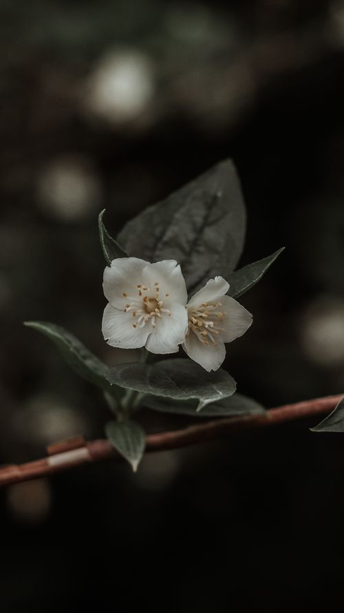 Free Close-up of white jasmine blossoms with green leaves, evoking serenity. Stock Photo