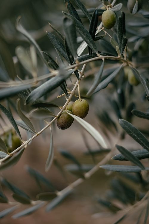 Free Detailed shot of olives growing on a tree branch, showcasing the natural beauty and texture of the fruit. Stock Photo