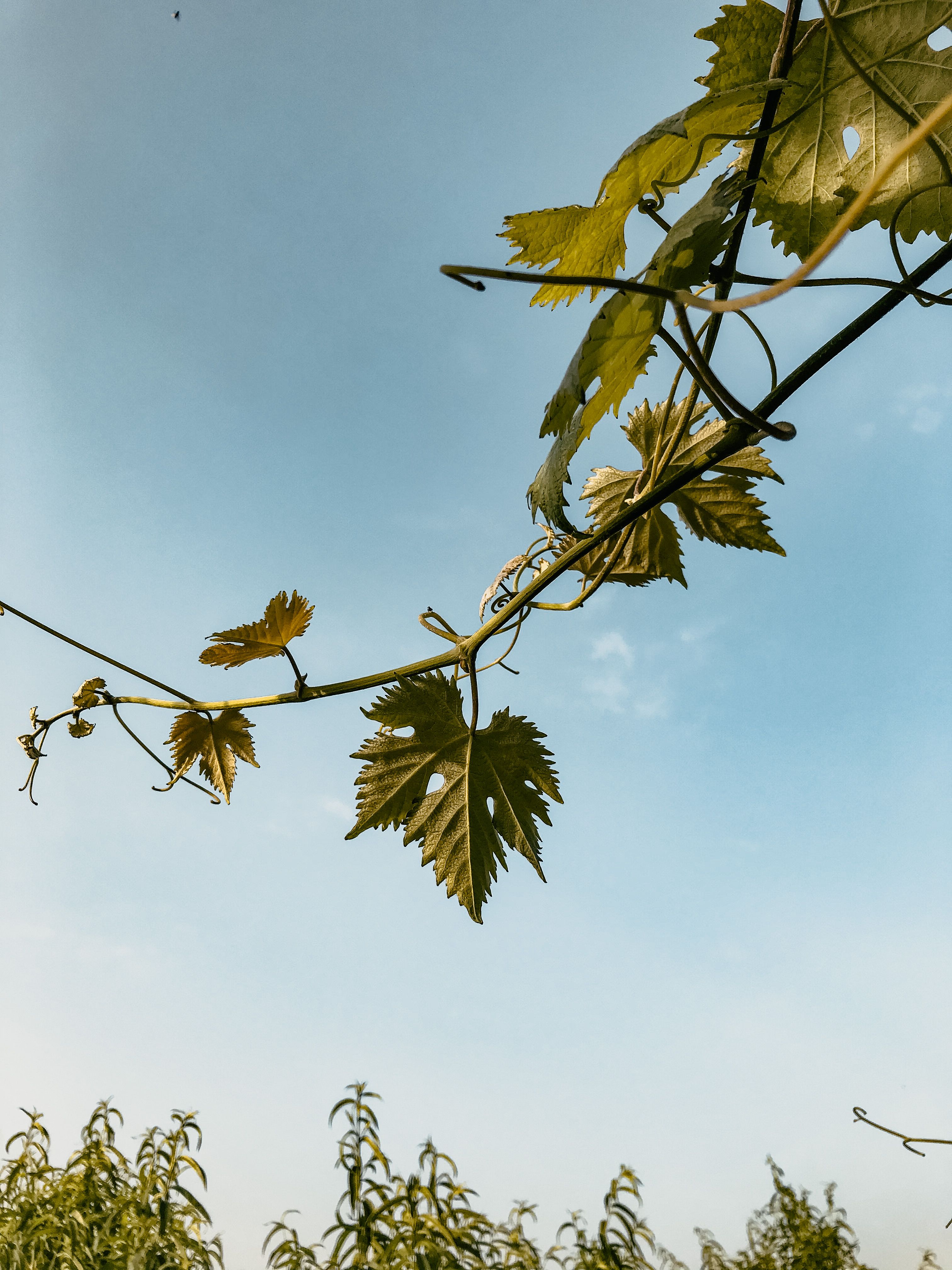 Nature scene showcasing green vine leaves sprawling against a clear blue sky with fresh growth and vitality.