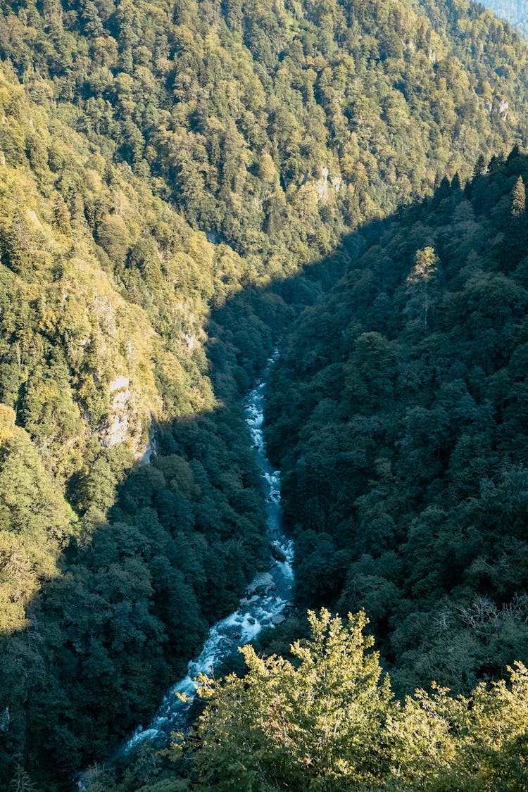 Deep Forest Around River