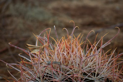 Close-up of Echinocactus Polycephalus Cactus