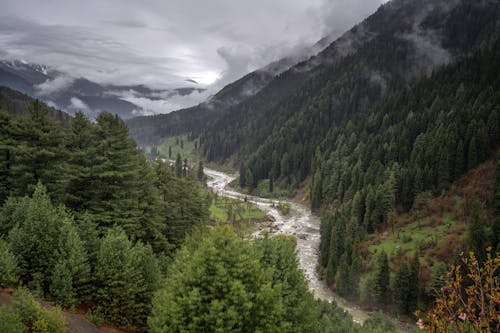 A River Between the Mountains with Trees