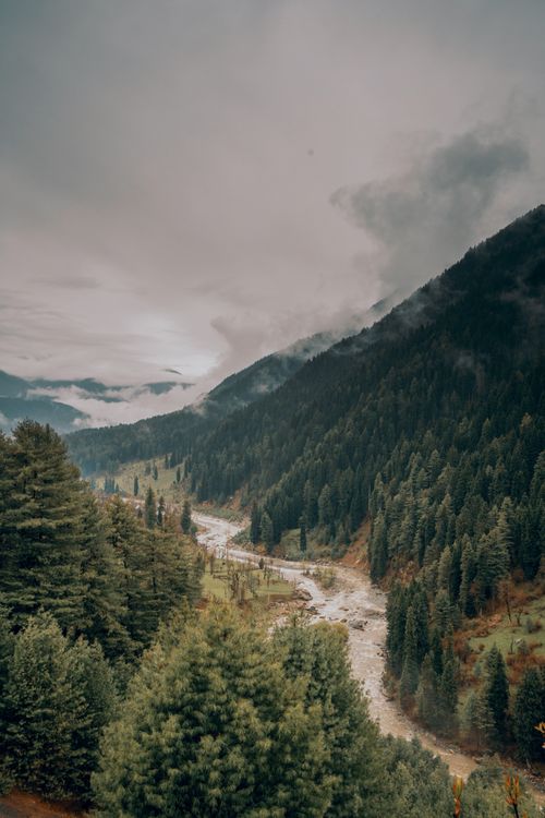 Free Scenic view of lush pine forests and river in Pahalgam, India. Stock Photo