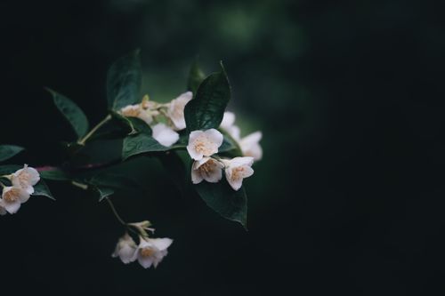 Free A serene close-up of delicate white jasmine flowers blooming on a dark green branch. Stock Photo