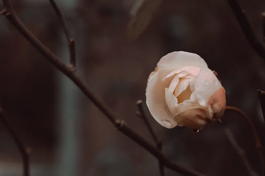 Delicate rosebud with dewdrops against blurred background, symbolizing serenity.