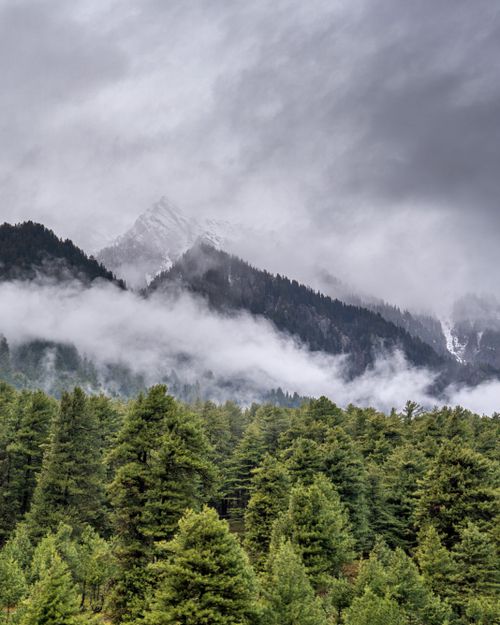 Free Foggy landscape of pine forest with mountains in Srinagar, Kashmir. Stock Photo