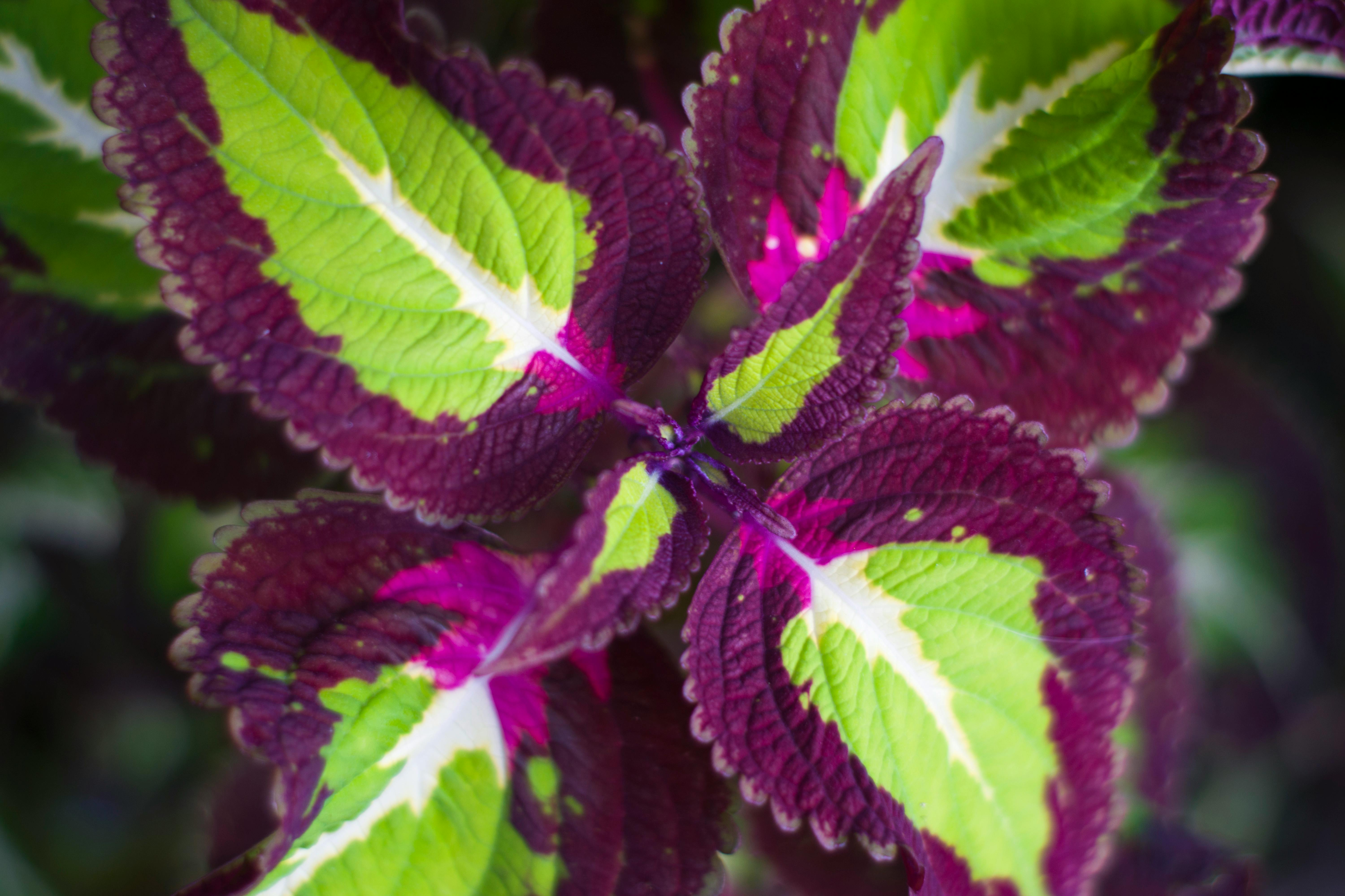Free stock photo of little plant, Little Tree, macro