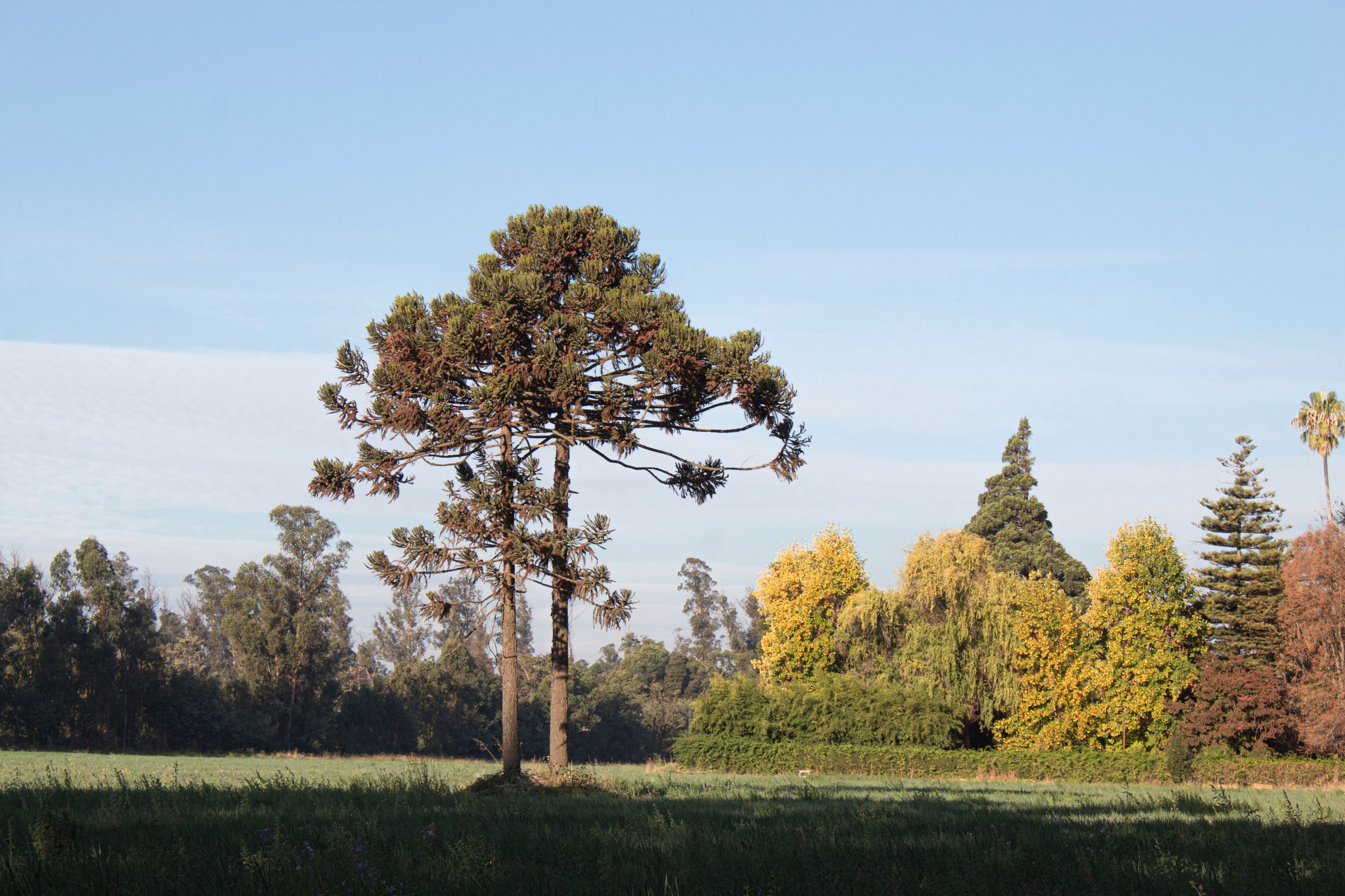 A solitary tree in a sunlit public park with autumn colors in the background.