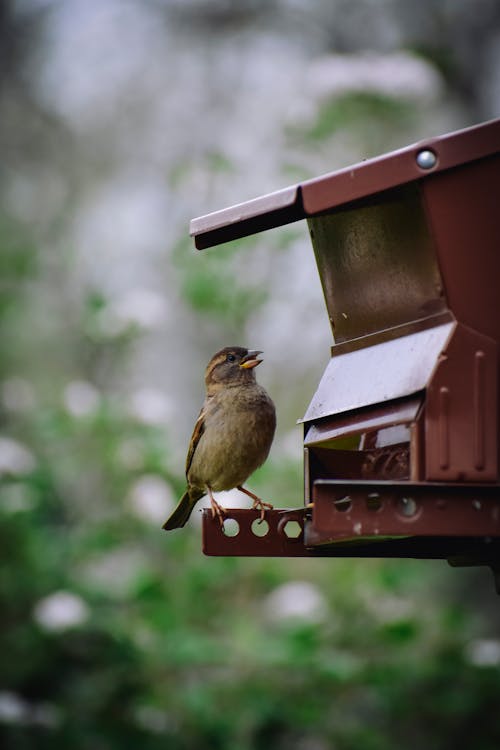 Gratis stockfoto met aviaire, beest, dieren in het wild