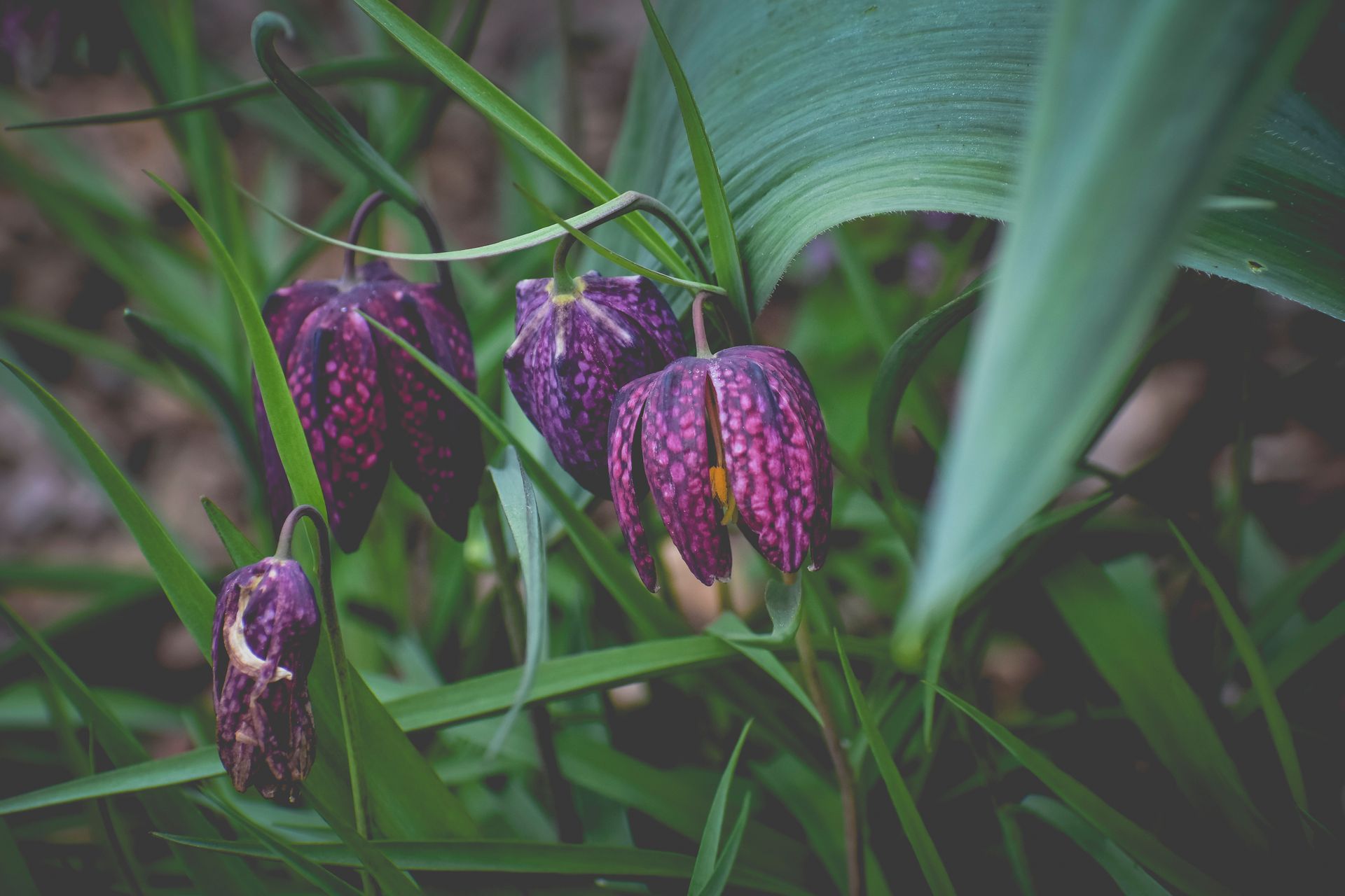 Delicate checker lily flowers bloom in purple shades, showcasing nature's intricate beauty.
