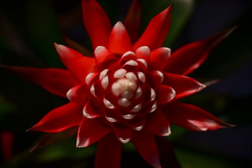 Red and White Flower in Macro Photography