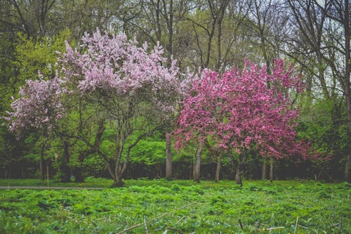 Kostenlos Kostenloses Stock Foto zu bäume, blühen, blumen Stock-Foto