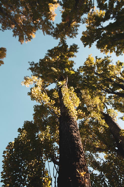 Worm's-Eye View of a Tree with Green Leaves