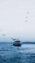 Birds Flying over Red and White Boat on Sea