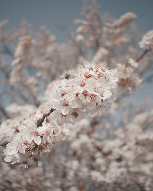 Free Close-Up Photograph of White and Pink Cherry Blossoms Stock Photo