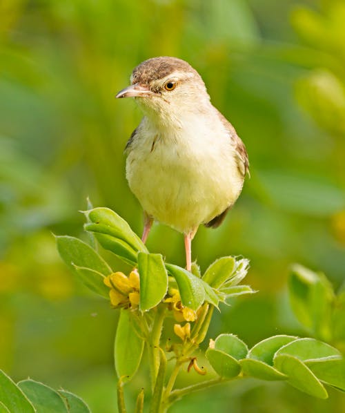 Close-Up Shot of a Bird on Green Leaves