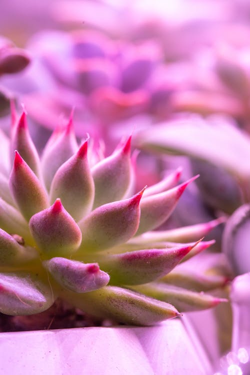 Close up of Flower Petals