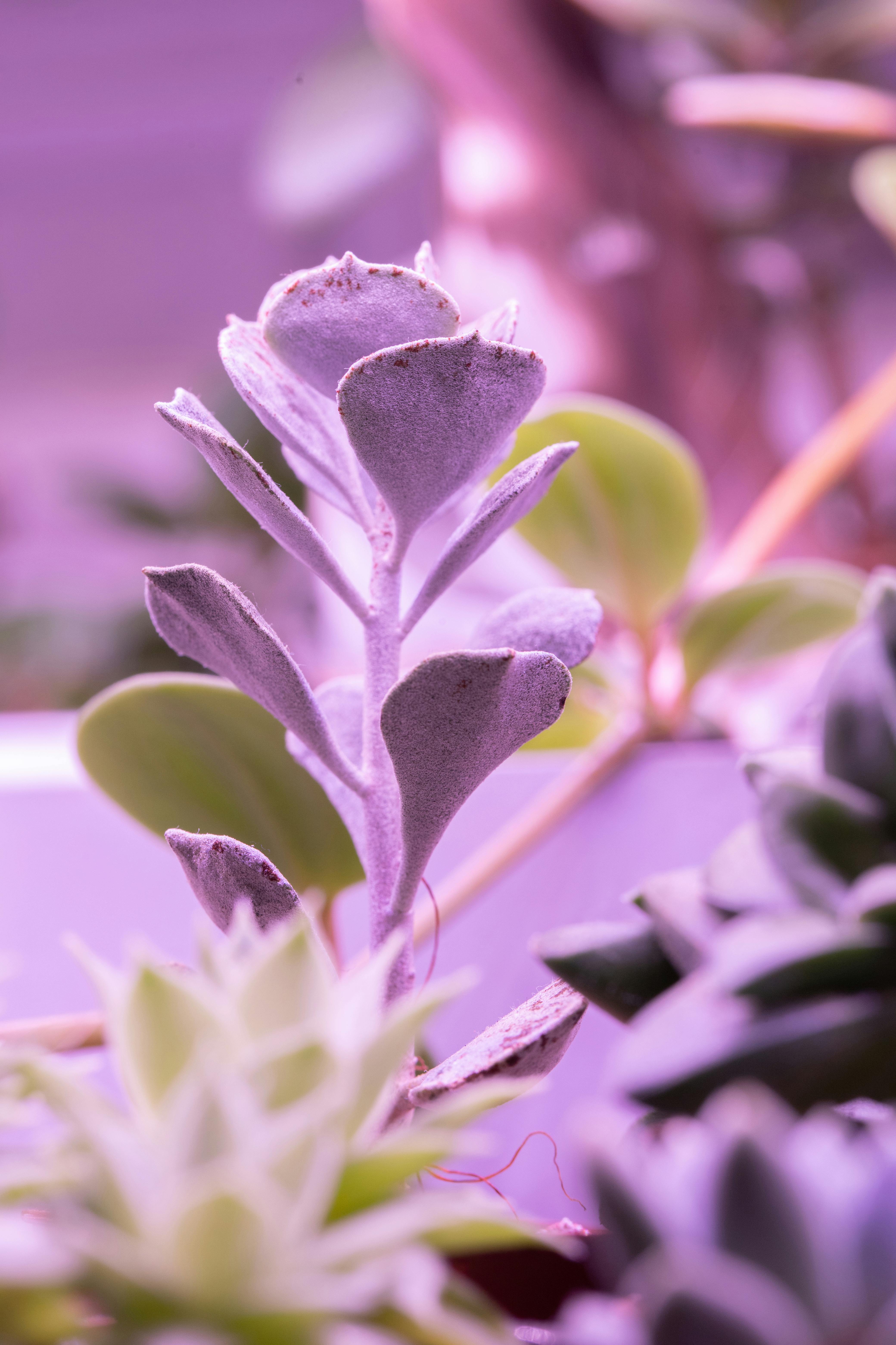 close up of purple plants