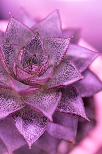 Detailed macro shot of a purple Echeveria succulent with vivid textures and colors.