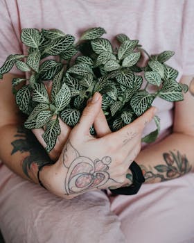 Close-up of tattooed hands holding a lush green Fittonia plant. Indoor gardening concept.