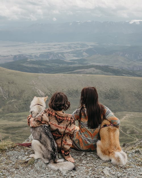 Imagine de stoc gratuită din animale, animale de casă, aventură