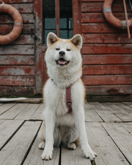 Eskimo Dog Sitting