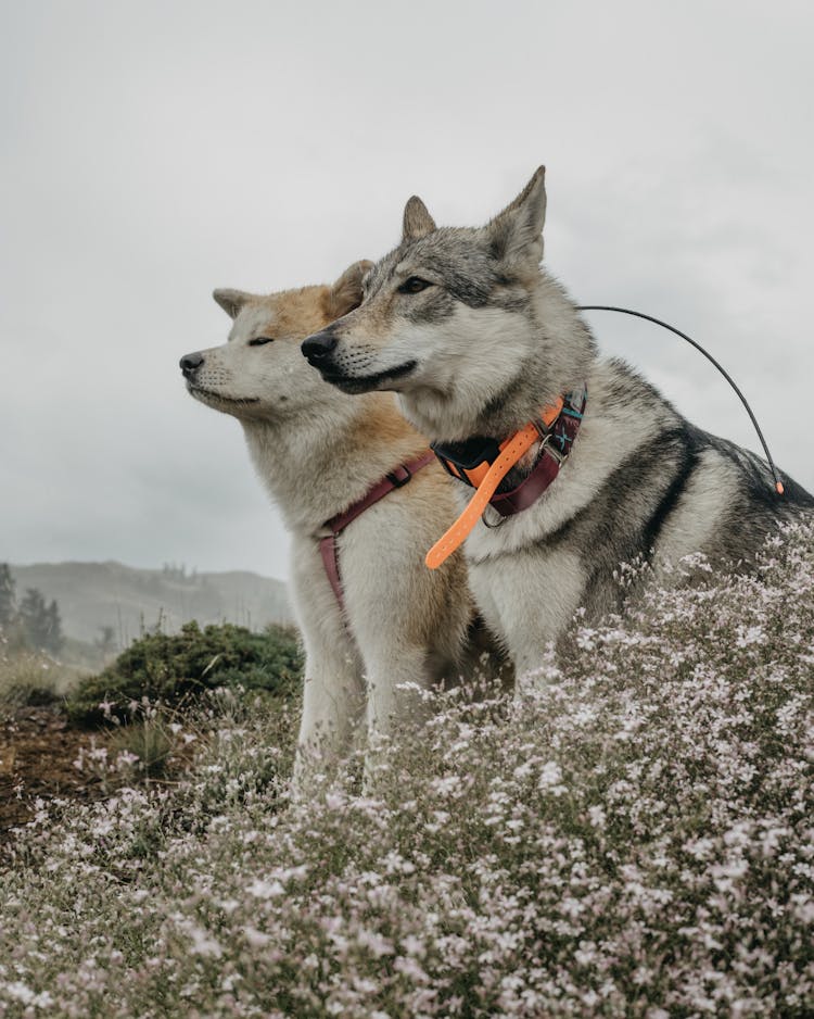 Husky And Akita Dogs Sitting Together Outdoors 