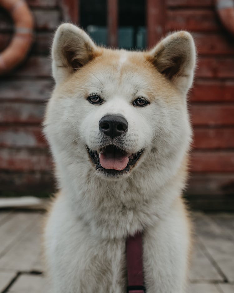 Close Up Of Eskimo Dog