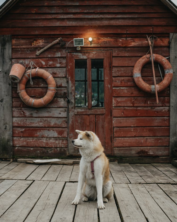 Eskimo Dog Nea Hut