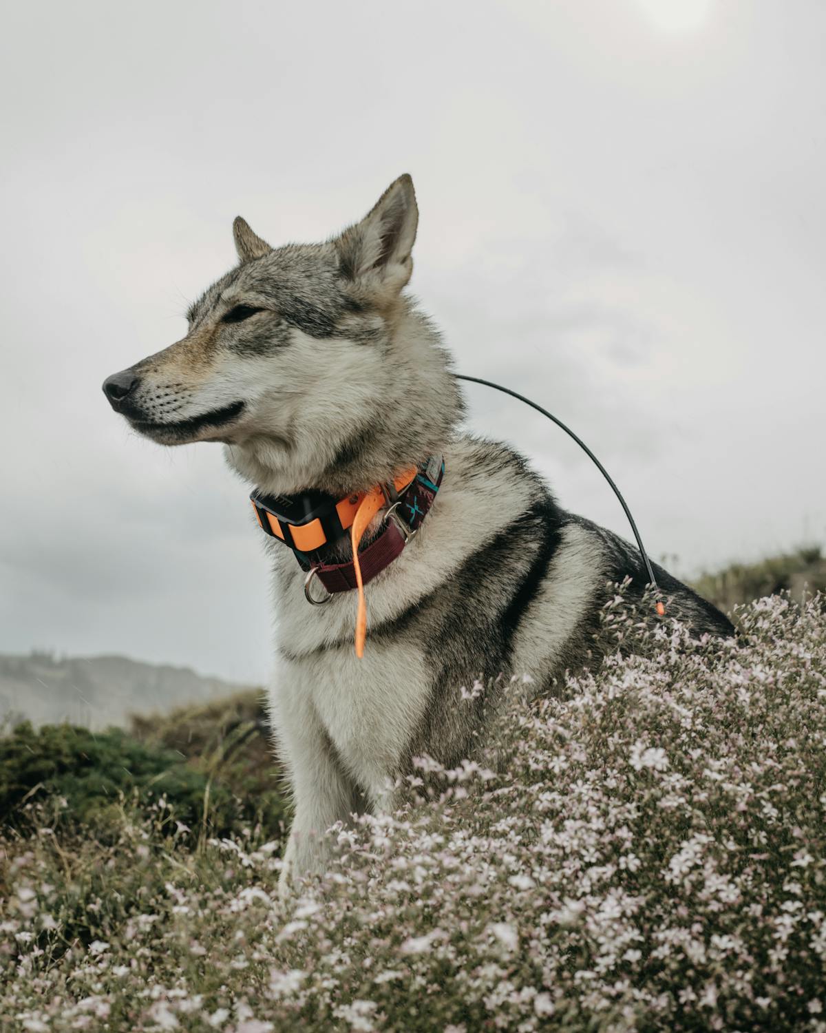 Cane seduto che indossa un collare visibile attorno al collo
