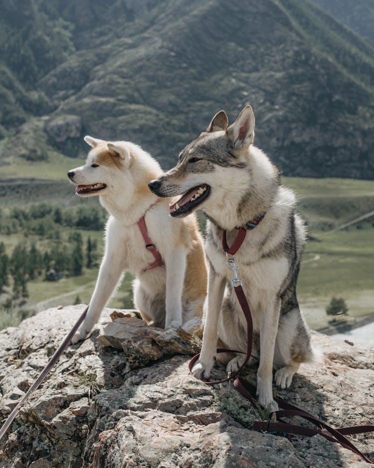 A Husky And Akita Dogs Sitting On A Rock In Mountains 