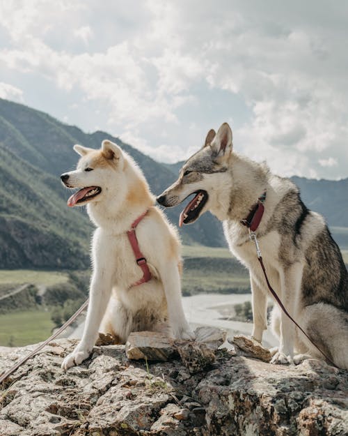 A Husky and Akita Dogs Sitting on a Rock in Mountains 