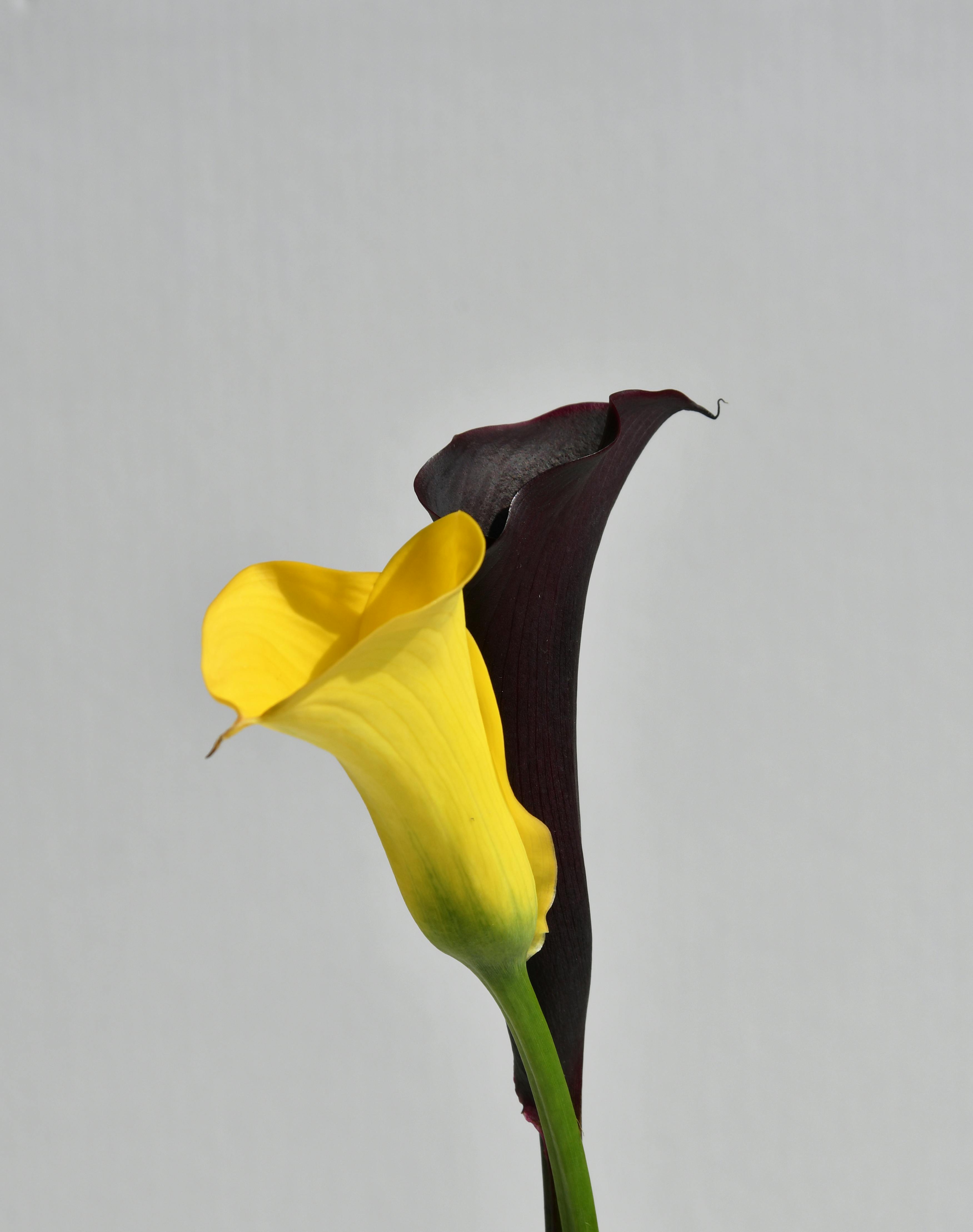 Close-up of yellow and dark calla lilies against a gray background, showcasing floral elegance.