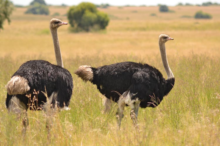 Two Ostriches On The Grass