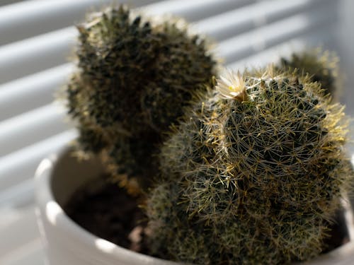 Gratis Fotos de stock gratuitas de cacerola, cactus, clavo Foto de stock