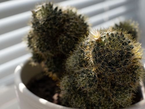 Free Sunlit cactus close-up with intricate spikes, perfect for nature enthusiasts. Stock Photo