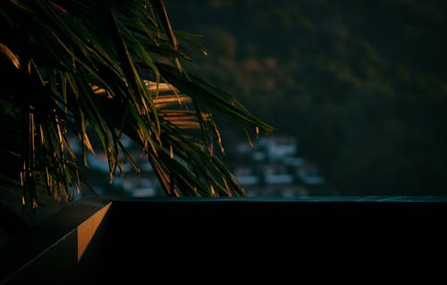 陽台附近的綠色棕櫚樹上日落照片