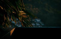 棕榈叶的剪影映衬出优美的景色，捕捉到了大自然的宁静