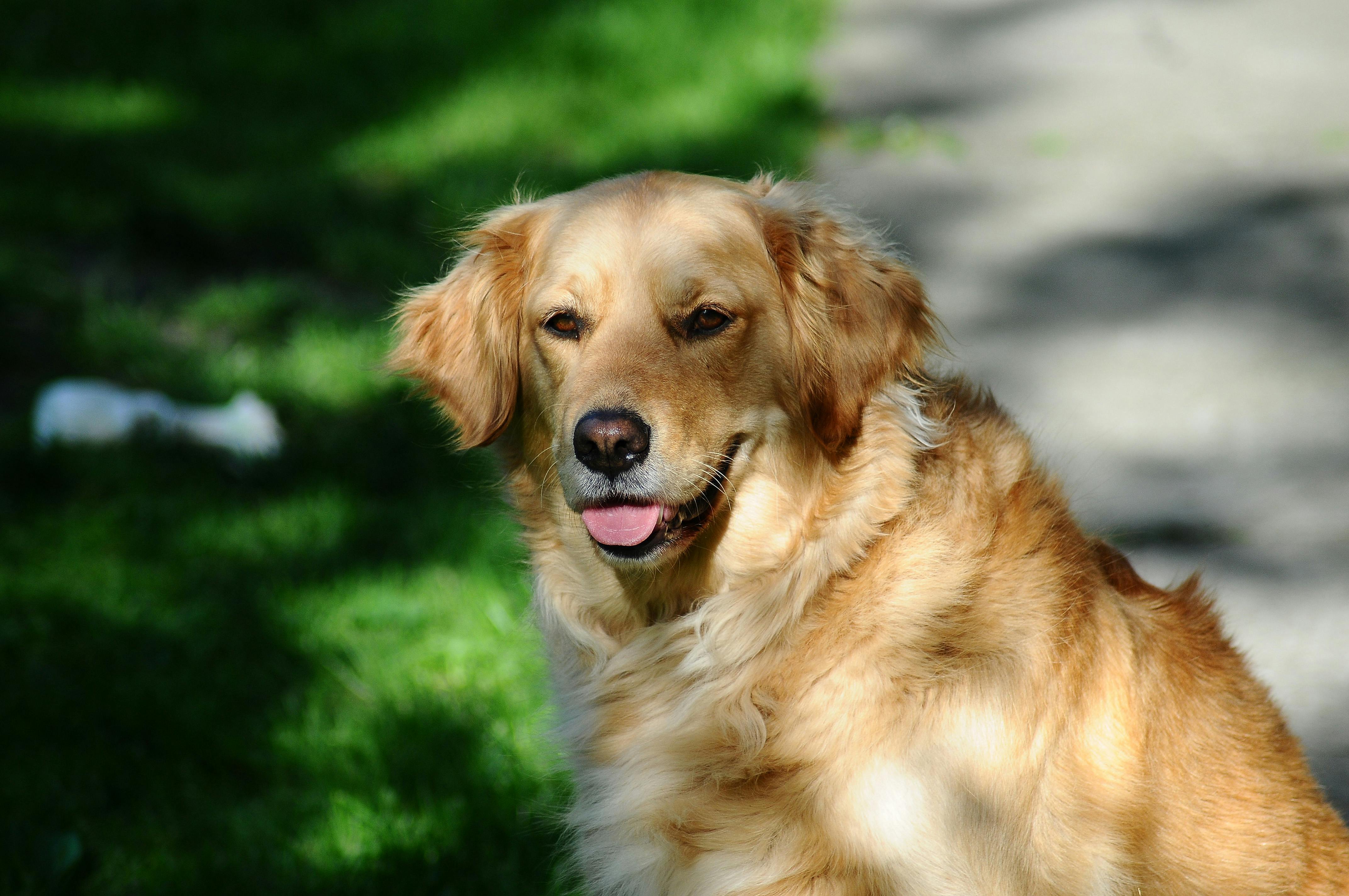 Free stock photo of dog, golden retriever, pet