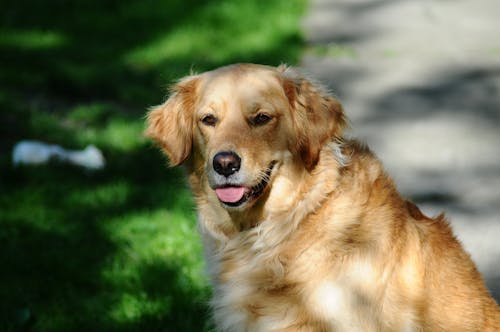 Selective Focus Photography of Golden Retriever