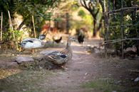 Free stock photo of animal, beak, bird