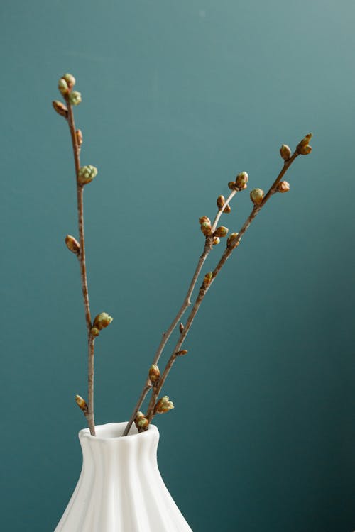 Free Fresh branches with small buds placed in vase Stock Photo