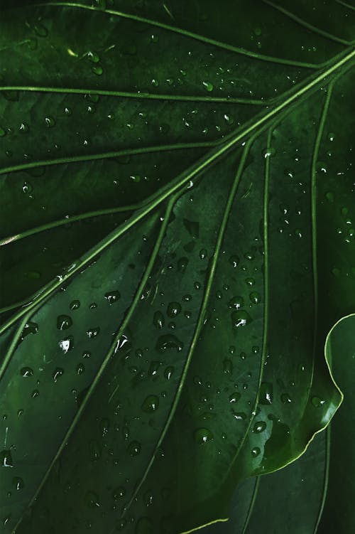 Kostnadsfri bild av blad, dagg, grön