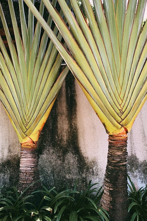 Tropical Trees Growing Outdoors