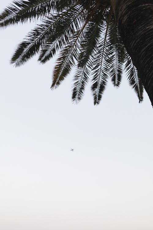 Palm Tree Leaves on Sky Background