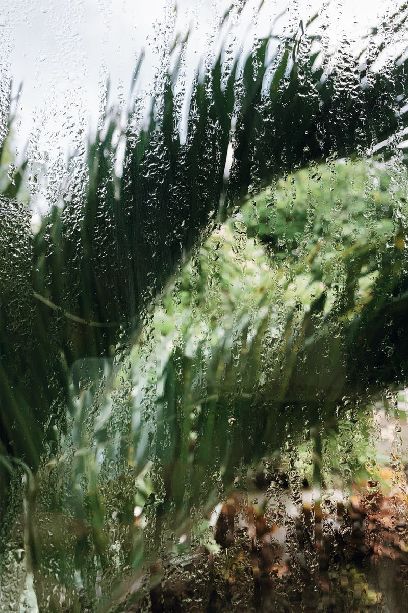 Tropical rain and humidity in Florida