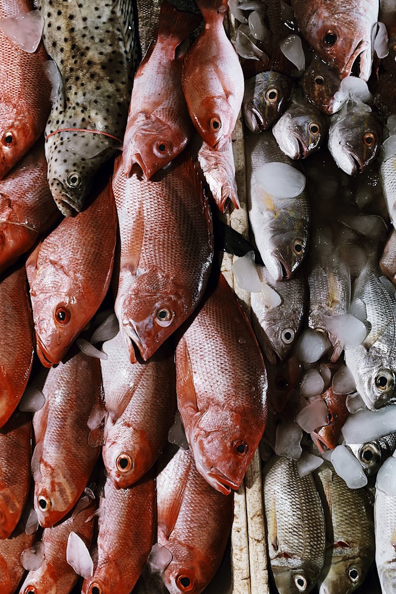 How To Catch Grouper Ebook
